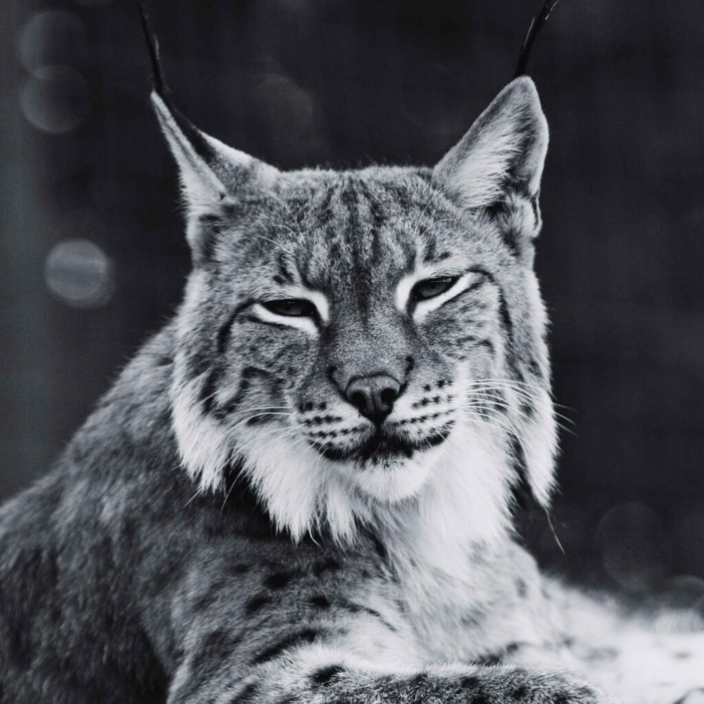 Bobcat lynx